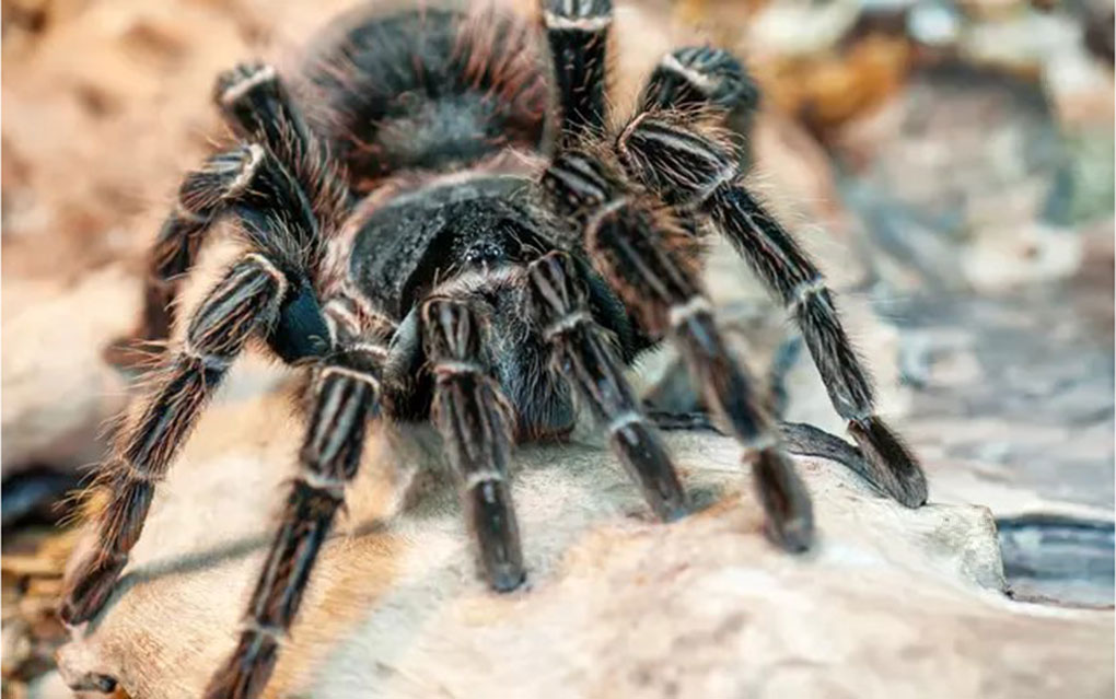Best Pest Control Exterminator Near Me