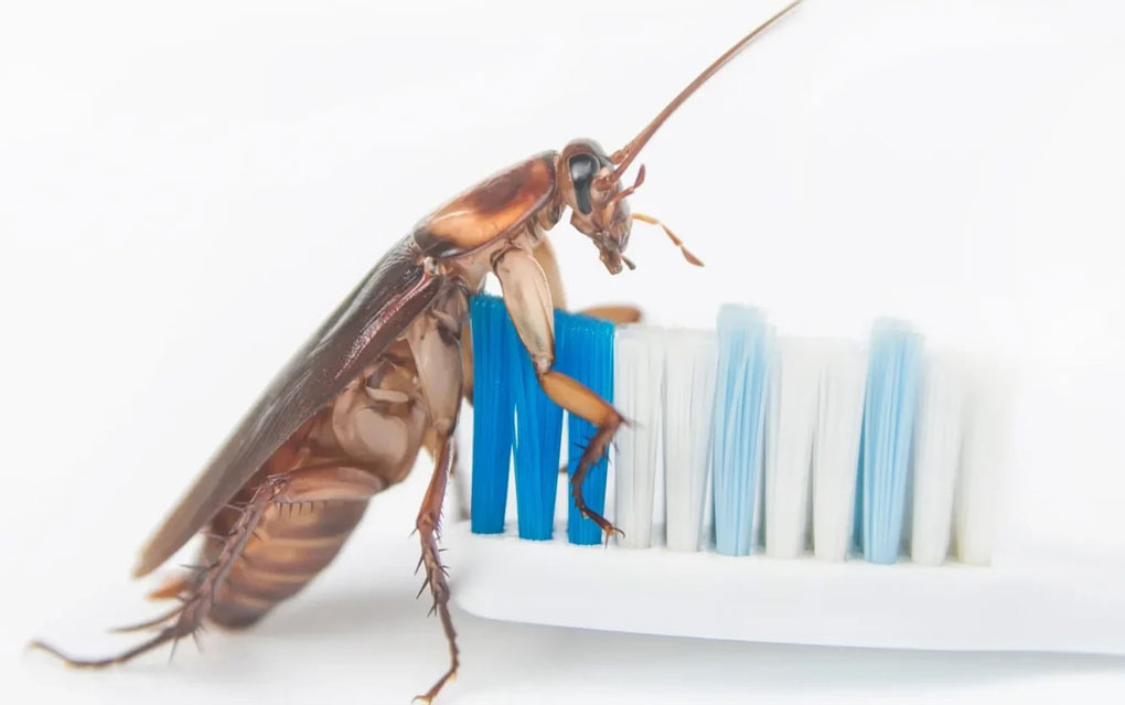 Best Pest Control Exterminator Near Me