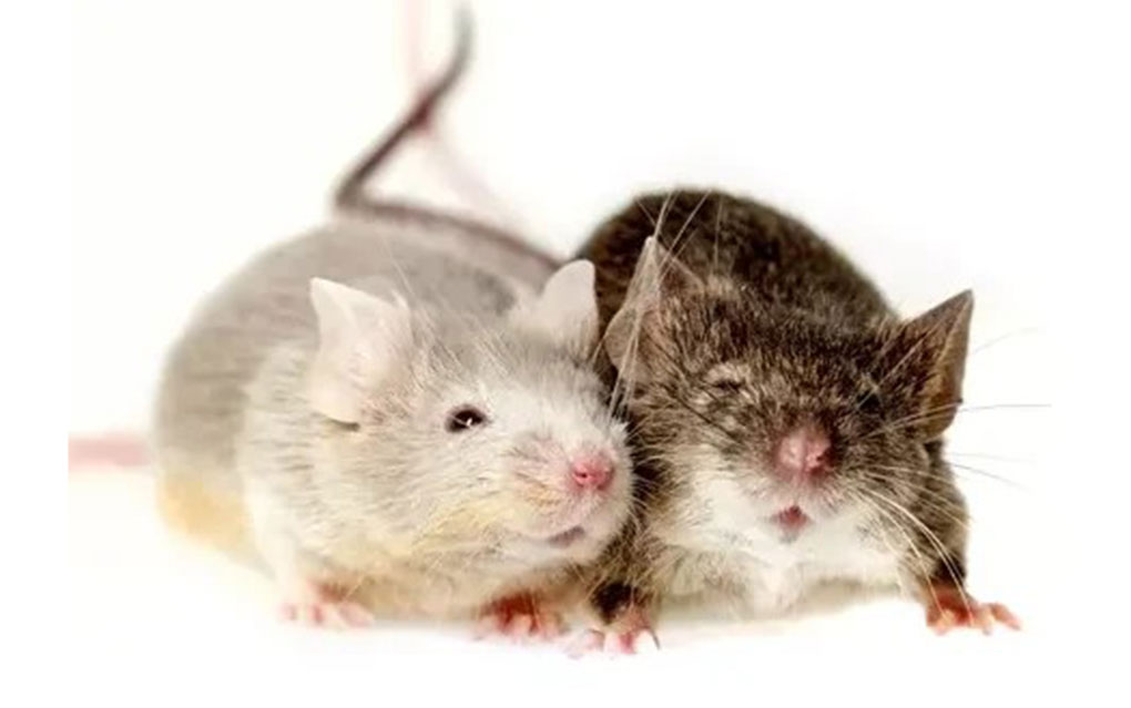 Best Pest Control Exterminator Near Me
