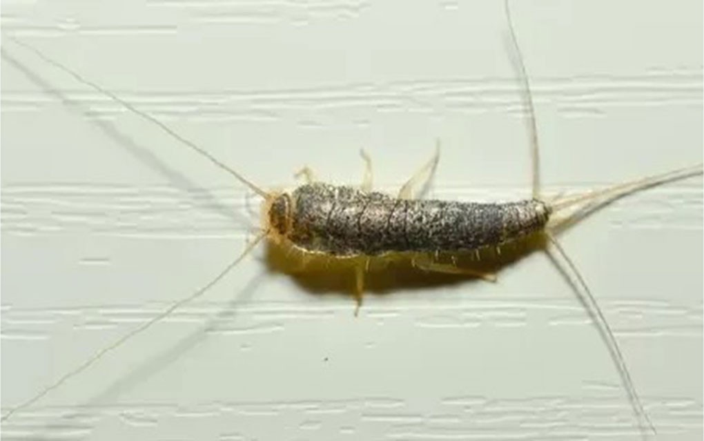 Best Pest Control Exterminator Near Me