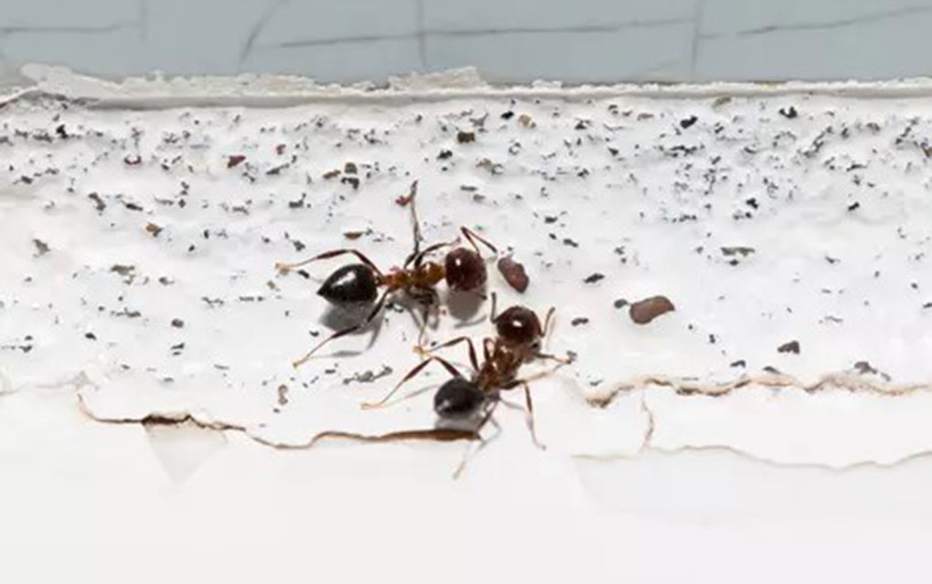Best Pest Control Exterminator Near Me